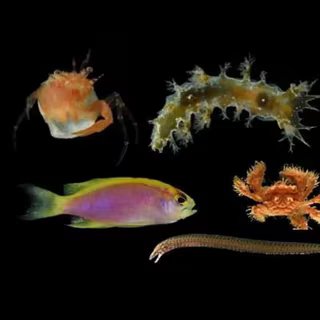 Une expédition en Amazonie révèle des créatures inconnues dont certaines restent un vrai mystère 3 Ce que des structures sous-marines ont révélé a dépassé toutes les attentes. © Académie des sciences de Californie